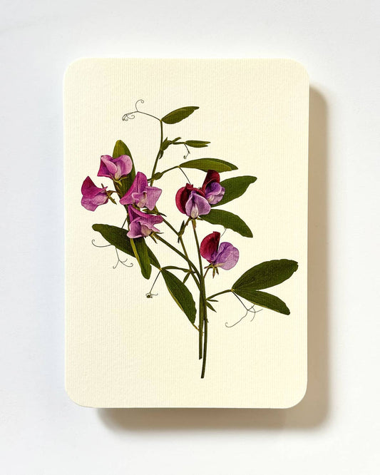 Sweet Peas Greeting Card / Violet